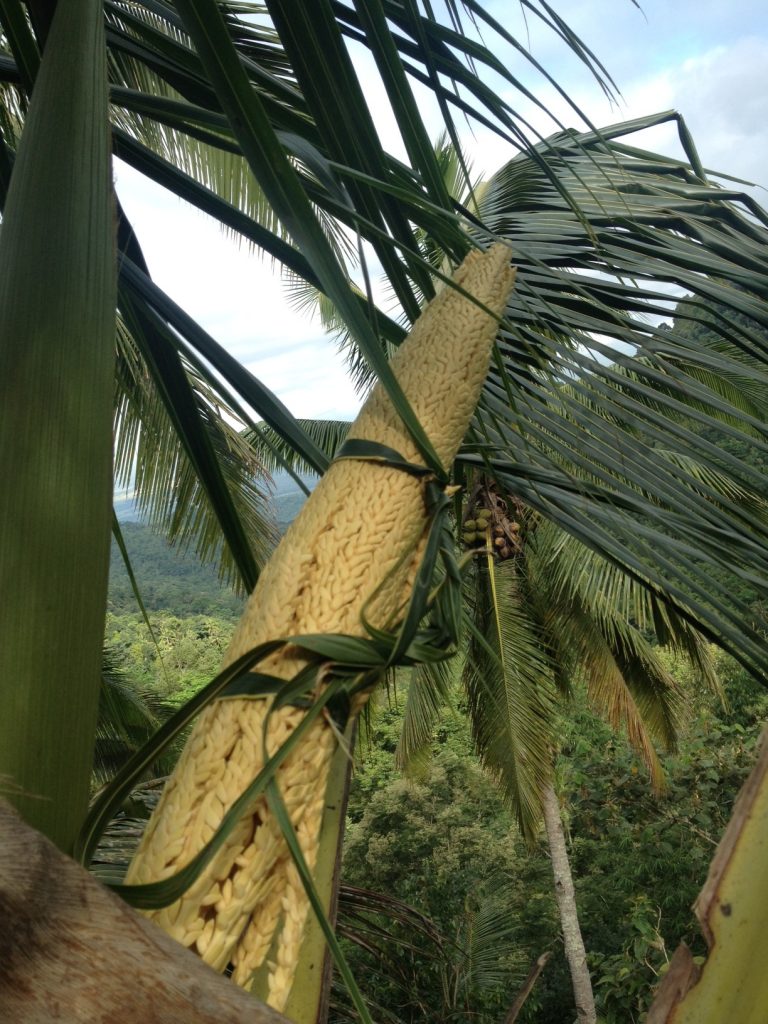 Kokosblüte