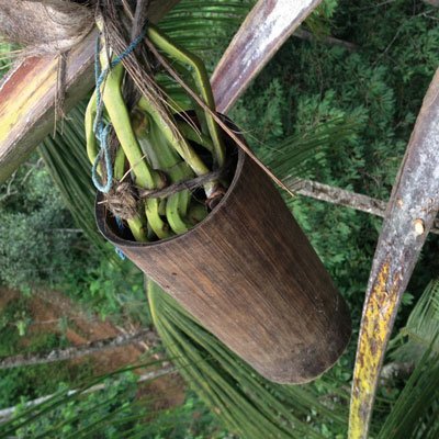 Kokosblütennektar wird an Palme aufgefangen